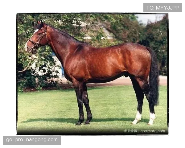 富里睡醒发现自家马场又多了一匹纯血马，这已经是本月第三匹了